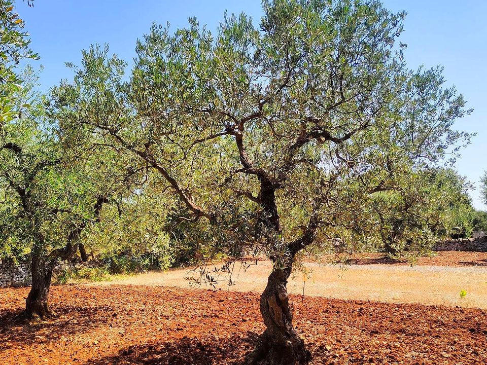 Helårsgrund i Cisternino, Brindisi - foto 2