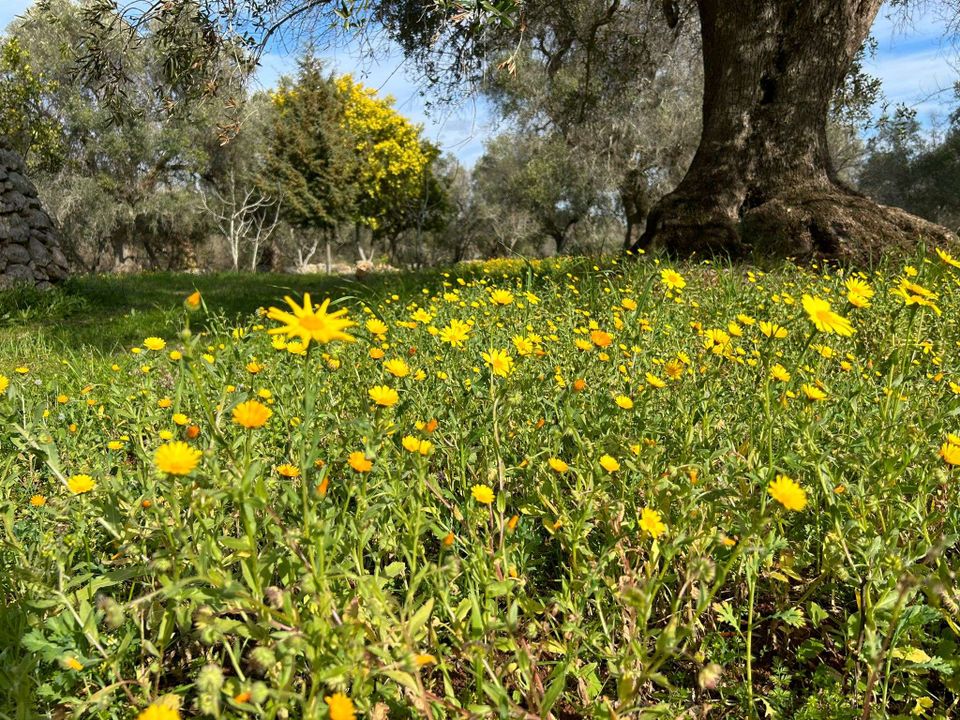 Villa i San Vito dei Normanni, Brindisi - foto 3