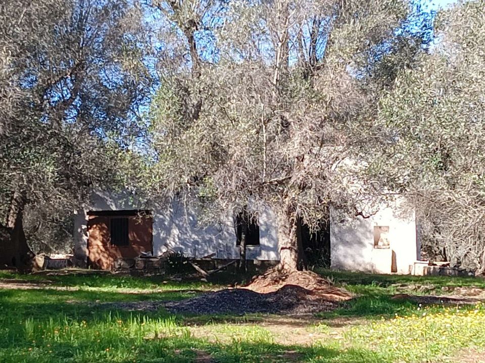 Farm hus i Ceglie Messapica, Brindisi - foto 2