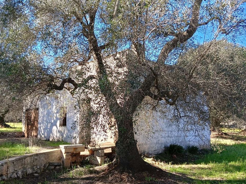 Farm hus i Ceglie Messapica, Brindisi - foto 4