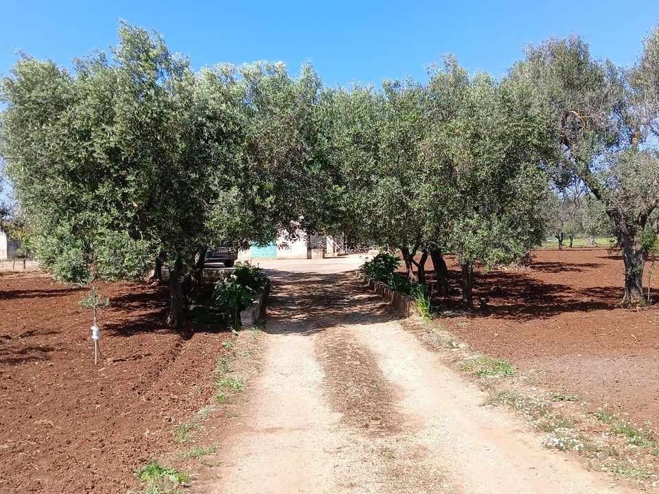 Farm hus i San Vito dei Normanni, Brindisi - foto 1