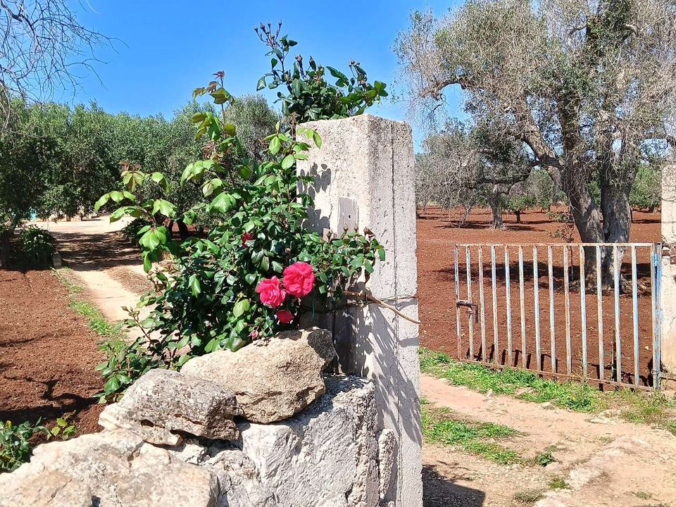 Farm hus i San Vito dei Normanni, Brindisi - foto 2