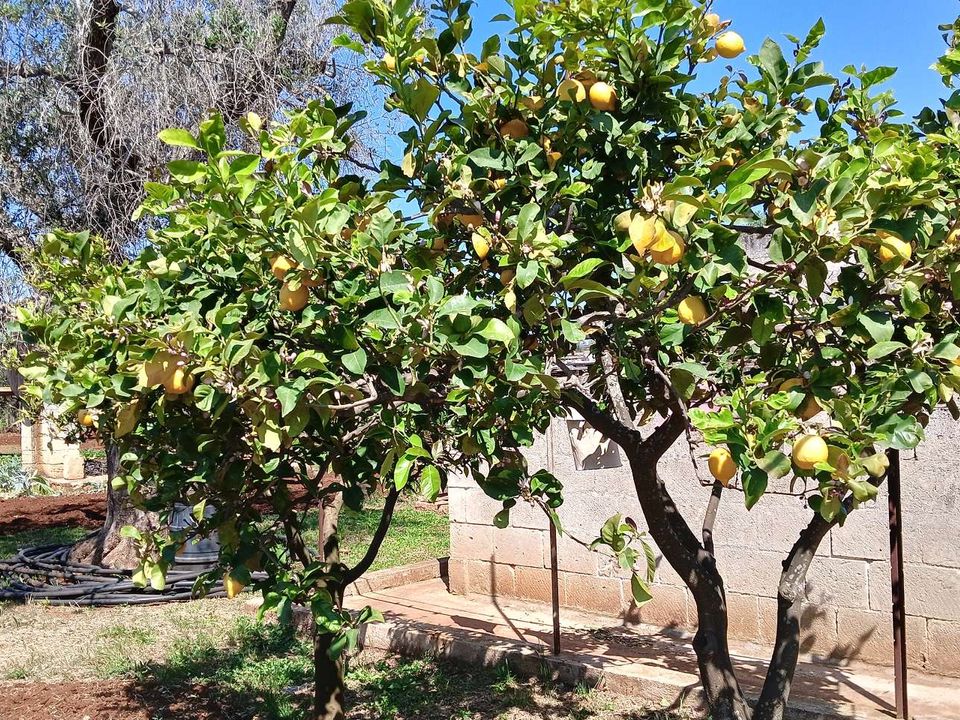 Farm hus i San Vito dei Normanni, Brindisi - foto 3