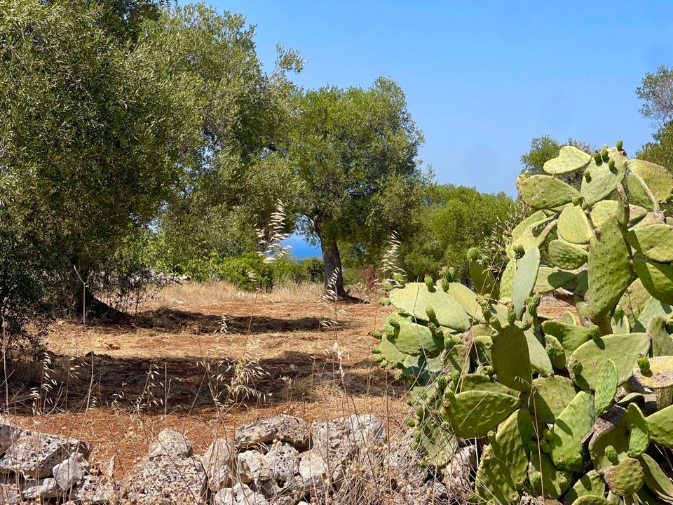 Helårsgrund i Carovigno, Brindisi - foto 3