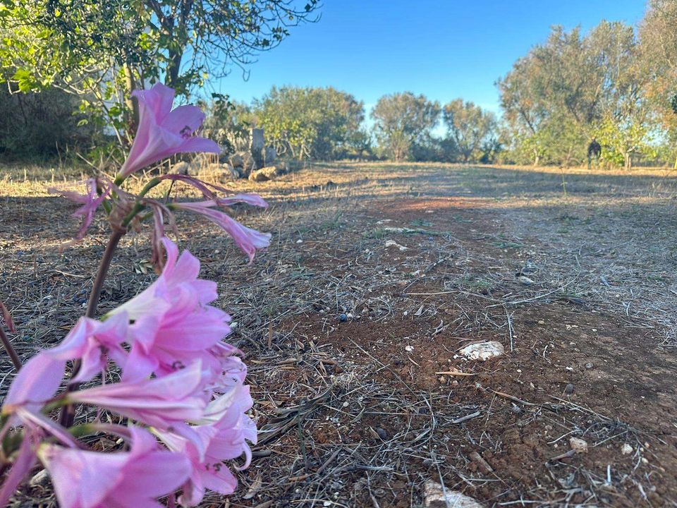 Farm hus i San Vito dei Normanni, Brindisi - foto 4