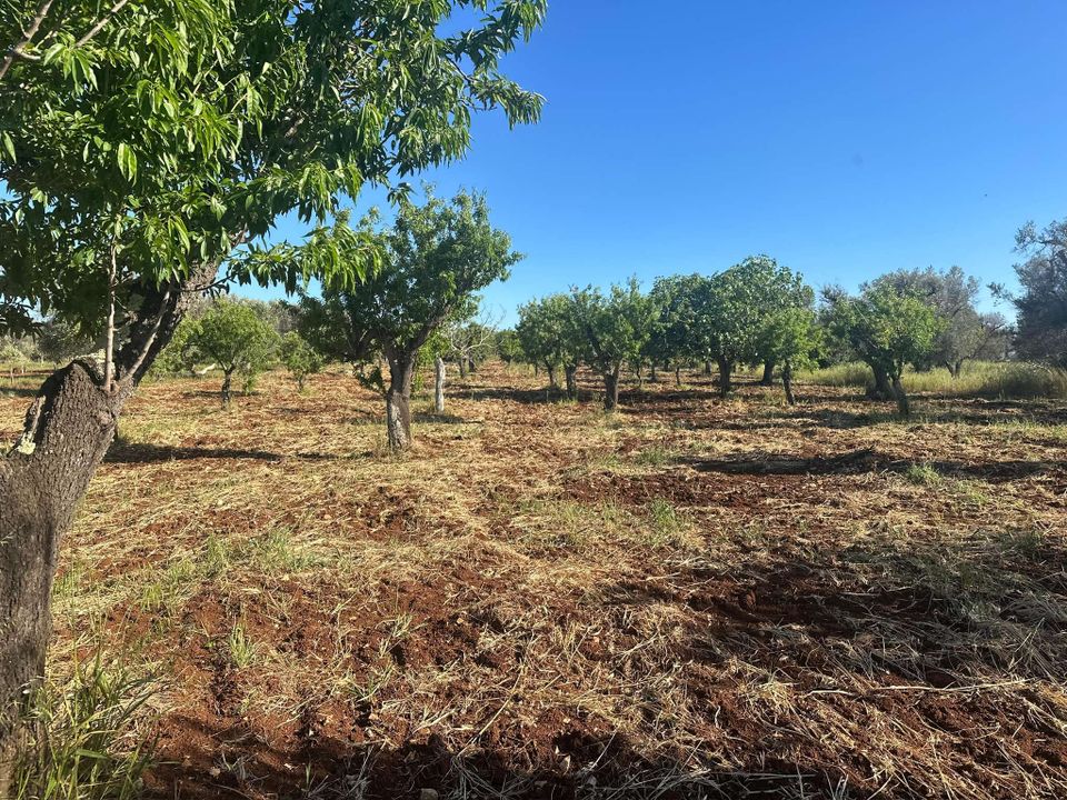Farm hus i San Vito dei Normanni, Brindisi - foto 5