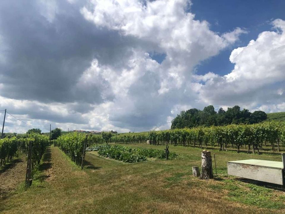 Farm hus i Agliano Terme, Asti - foto 4