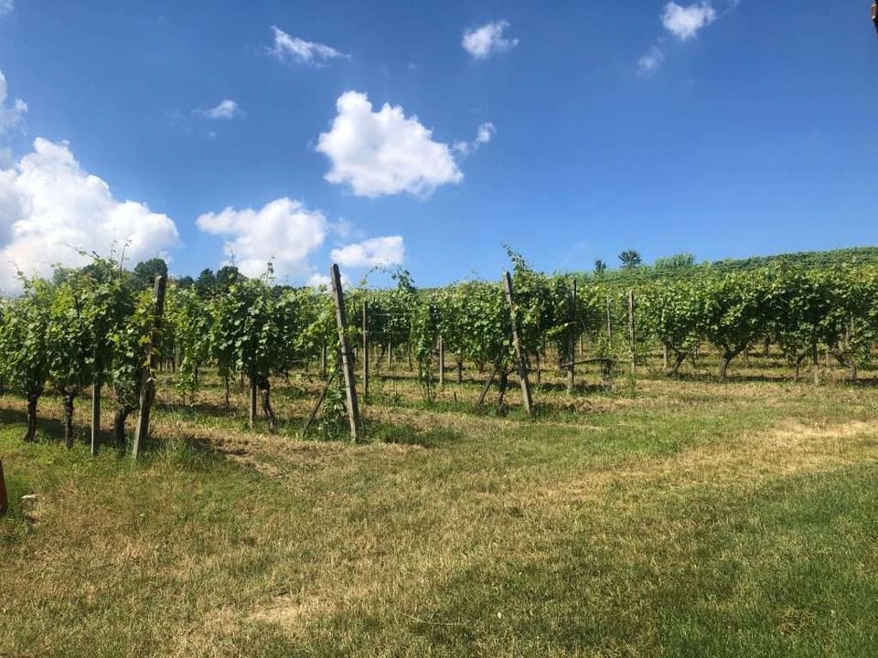 Farm hus i Agliano Terme, Asti - foto 5