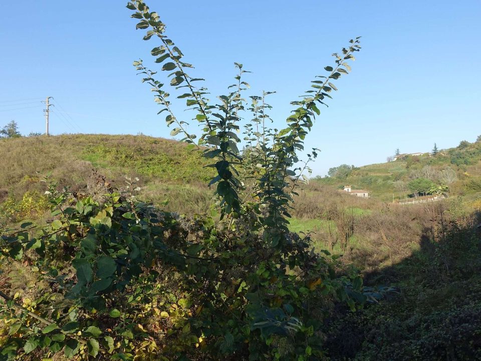 Farm hus i San Giorgio Scarampi, Asti - foto 2