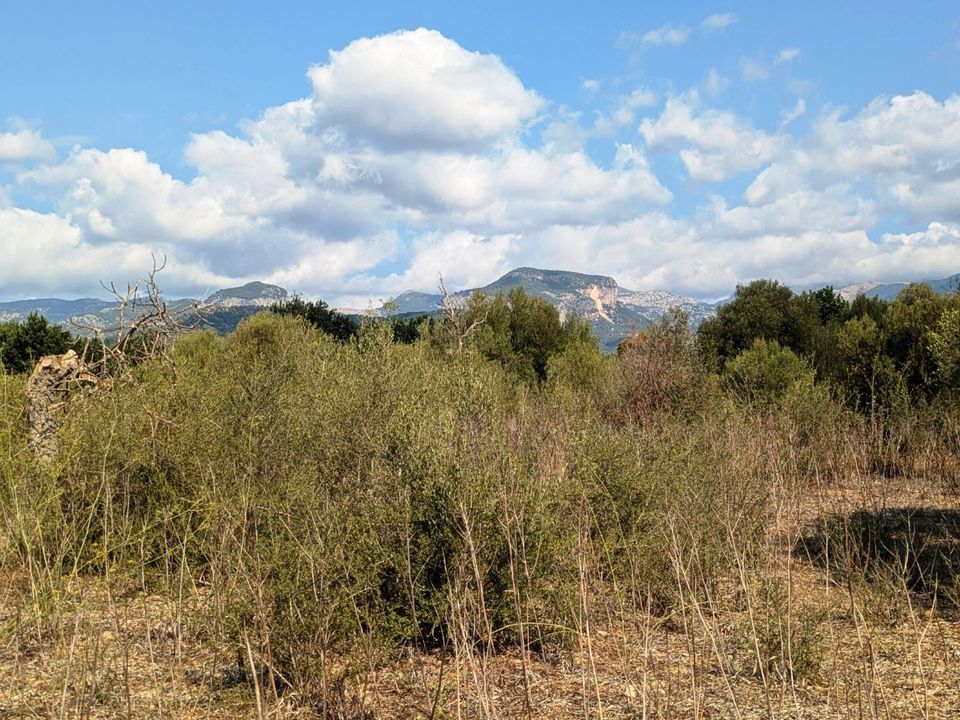 Finca i Binissalem, Mallorca - foto 4