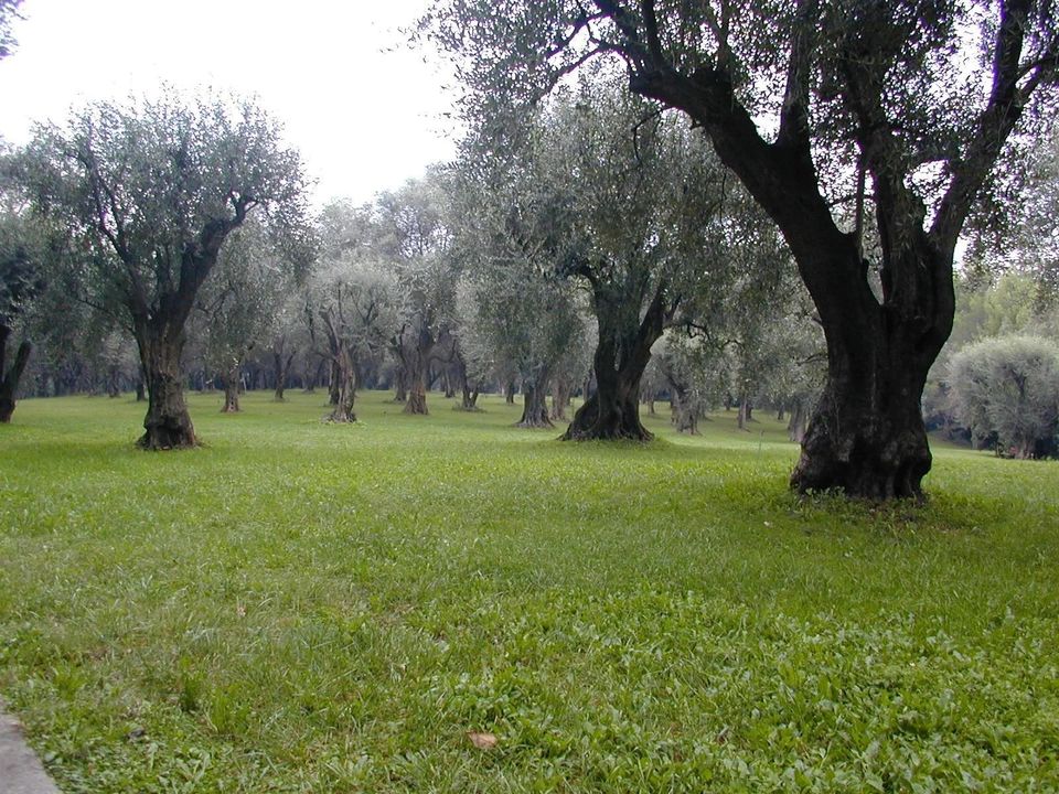 Lejlighed i Cagnes-sur-Mer, Alpes-Maritimes - foto 5