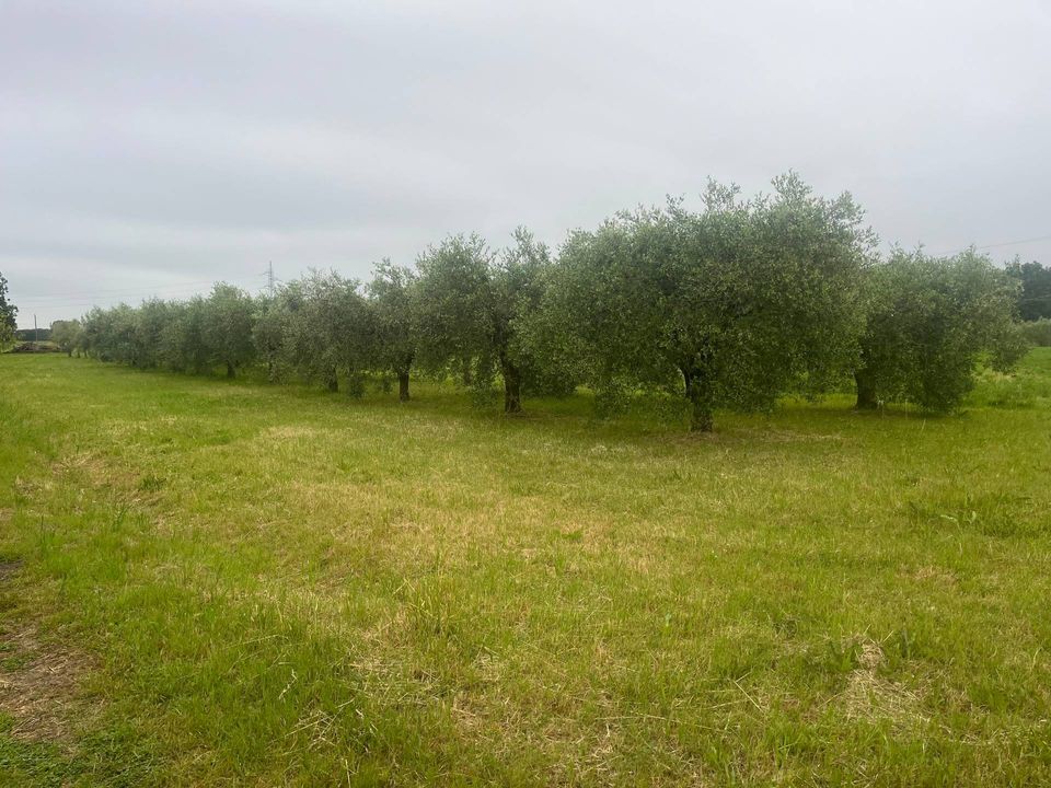 Helårsgrund i Cascina, Pisa - foto 5