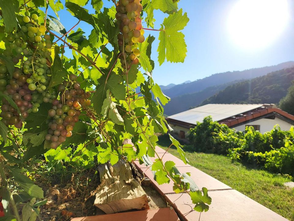 Finca i Genalguacil, Malaga - foto 1