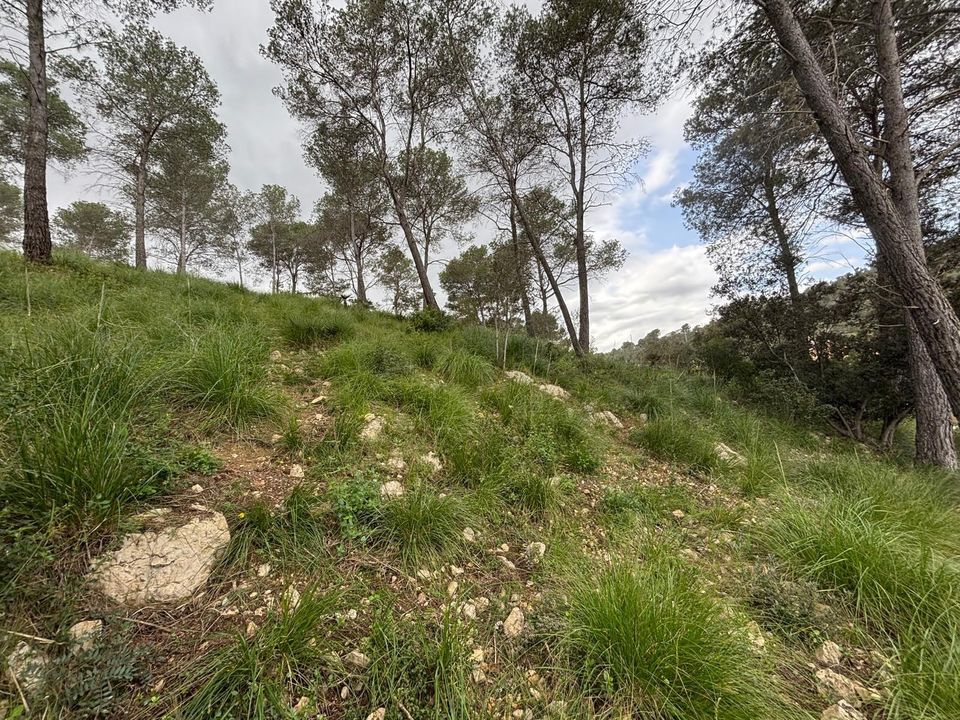 Tomt i Canyelles, Barcelona - bilde 3