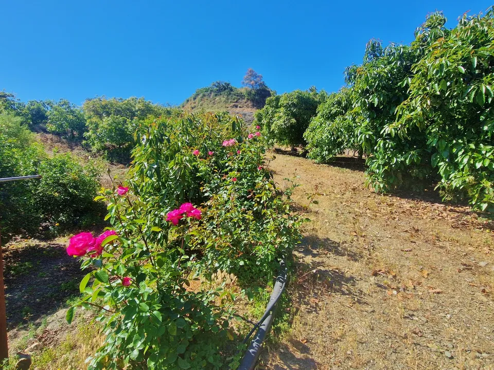 Landejendom i Benamocarra, Malaga - foto 5