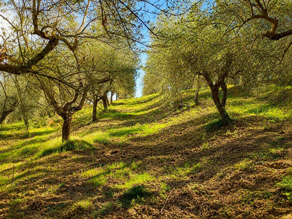Herregård i Montespertoli, Florence - bilde 4
