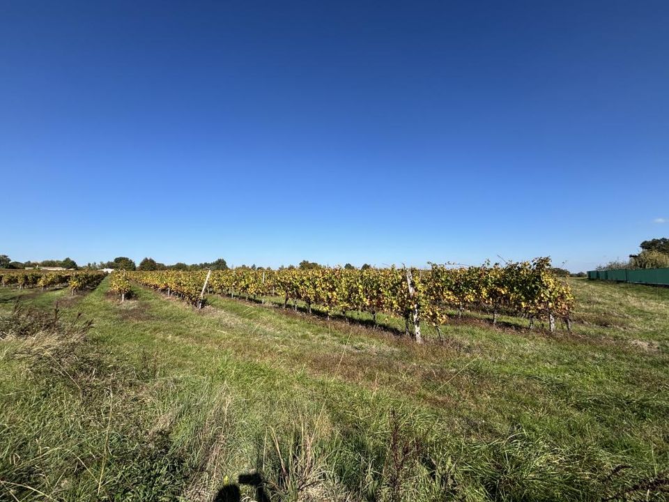 Helårsgrund i Le Pout, Gironde - foto 1
