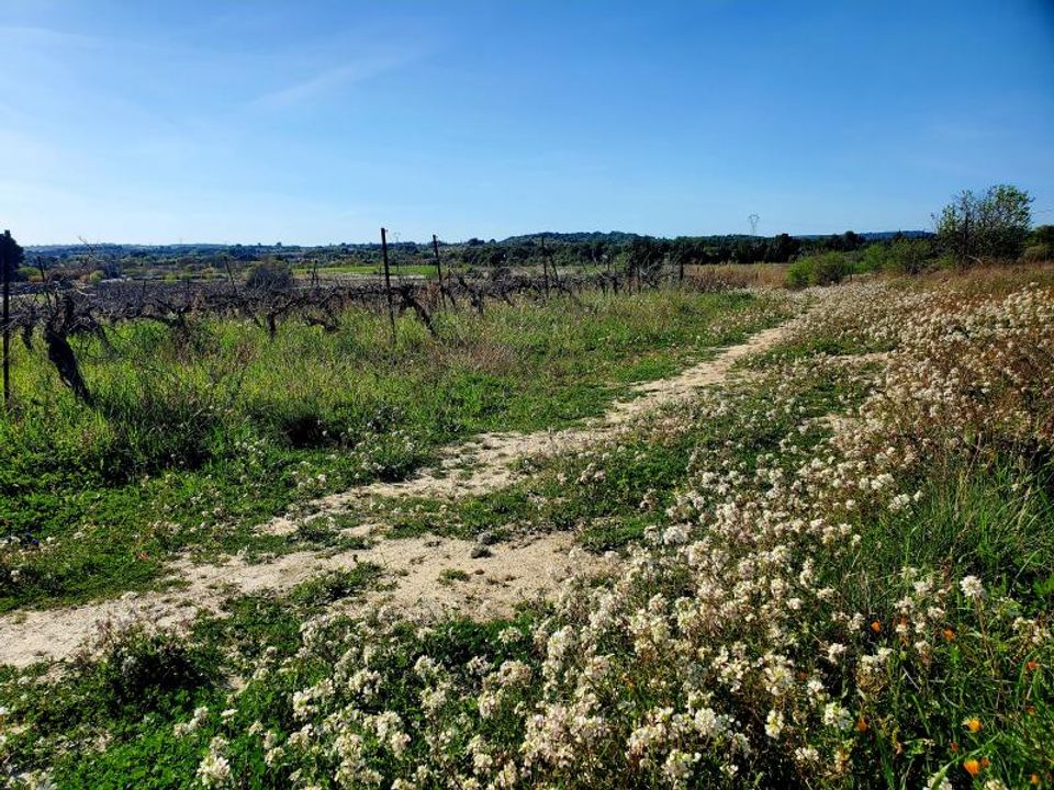 Helårsgrund i Loupian, Herault - foto 4