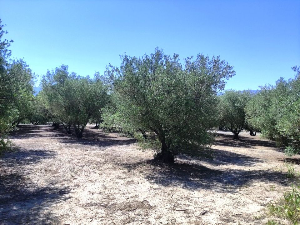 Helårsgrund i Muro De Alcoy, Alicante - foto 3