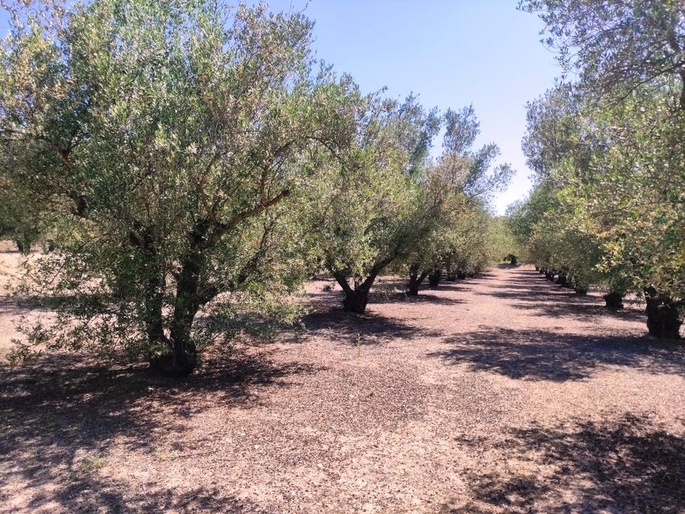 Helårsgrund i Muro De Alcoy, Alicante - foto 4