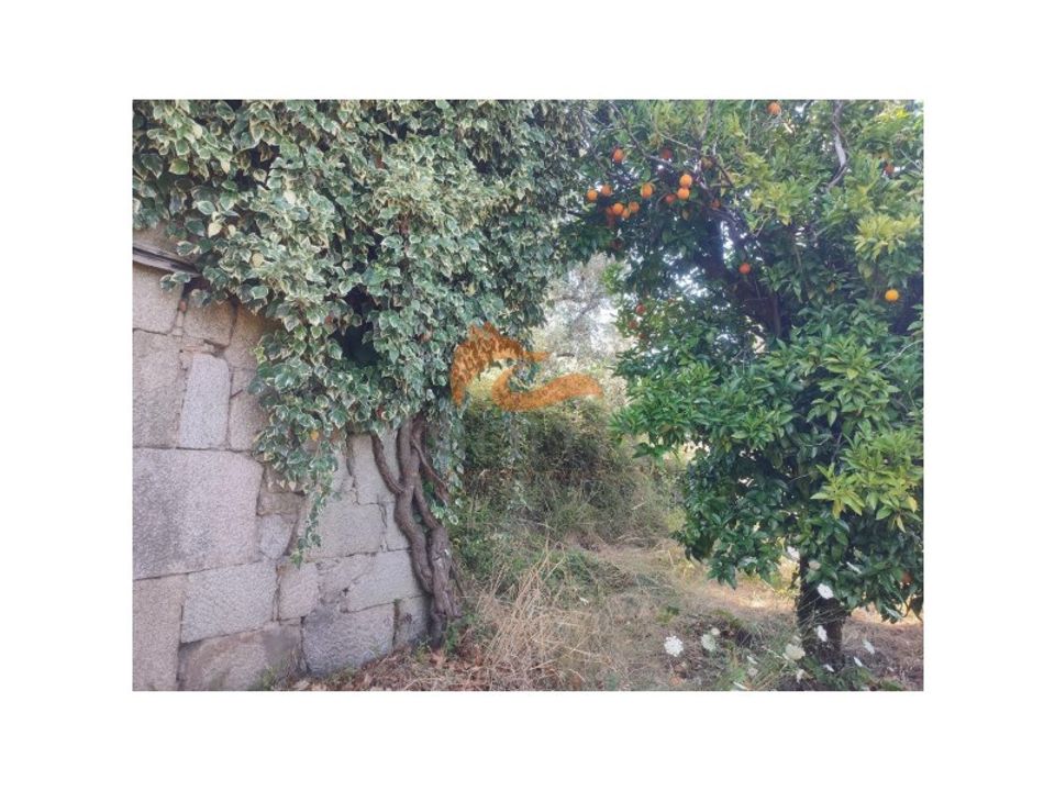 Farm i Oliveira do Hospital, Coimbra - foto 4