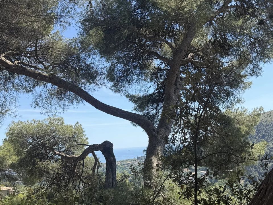 Terreno en Falicon, Alpes-Maritimes - foto 1