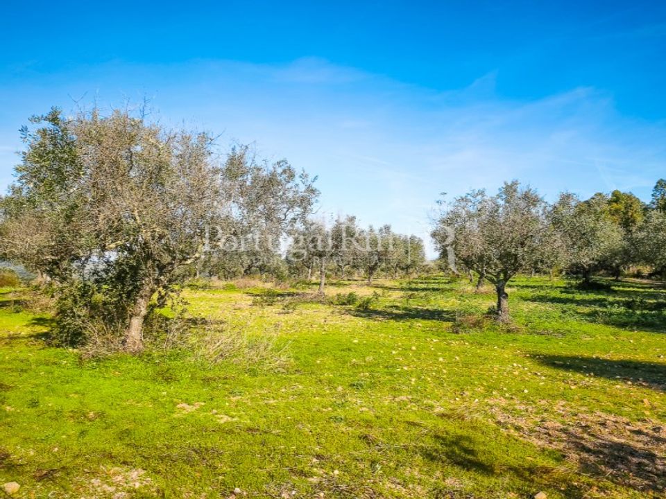 Landejendom i Rosmaninhal, Castelo Branco - foto 3