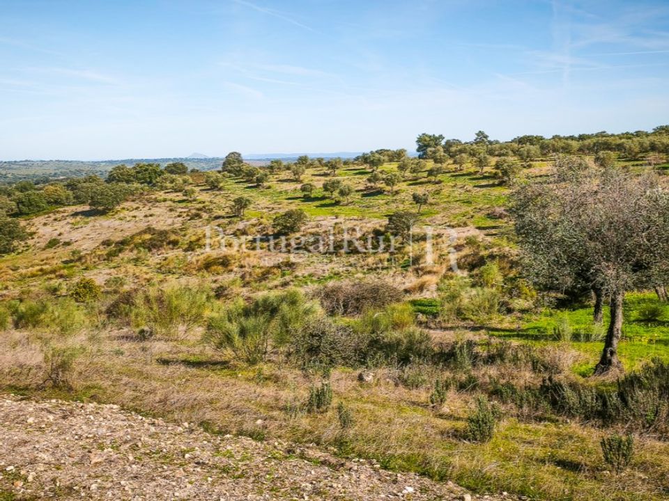 Landejendom i Rosmaninhal, Castelo Branco - foto 5