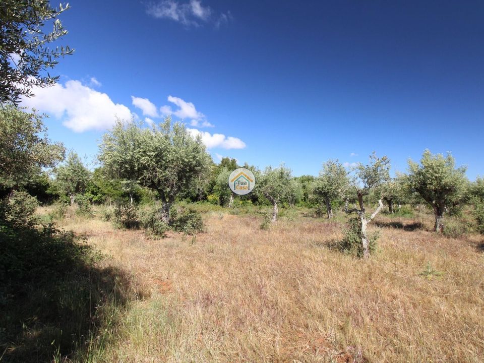 Helårsgrund i Borba, Evora - foto 3