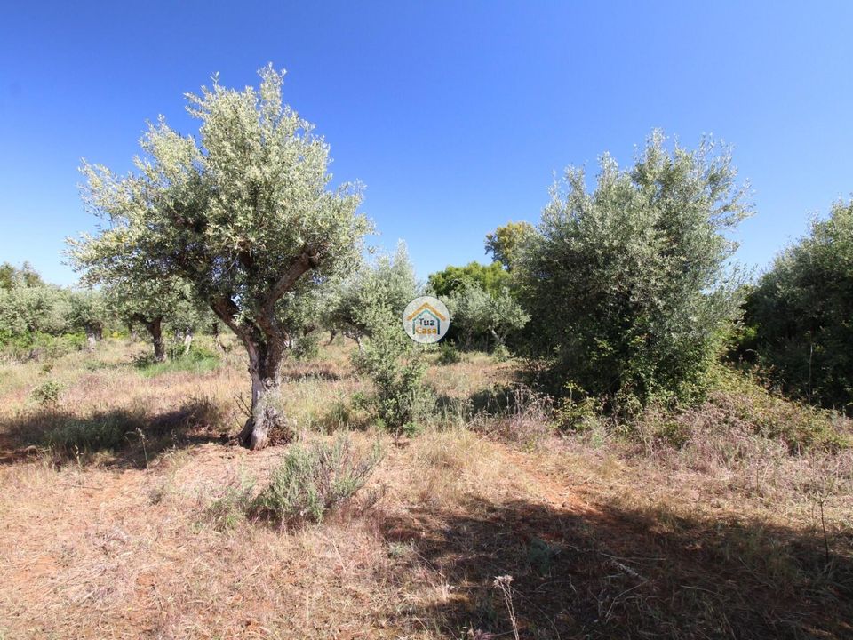 Helårsgrund i Borba, Evora - foto 4