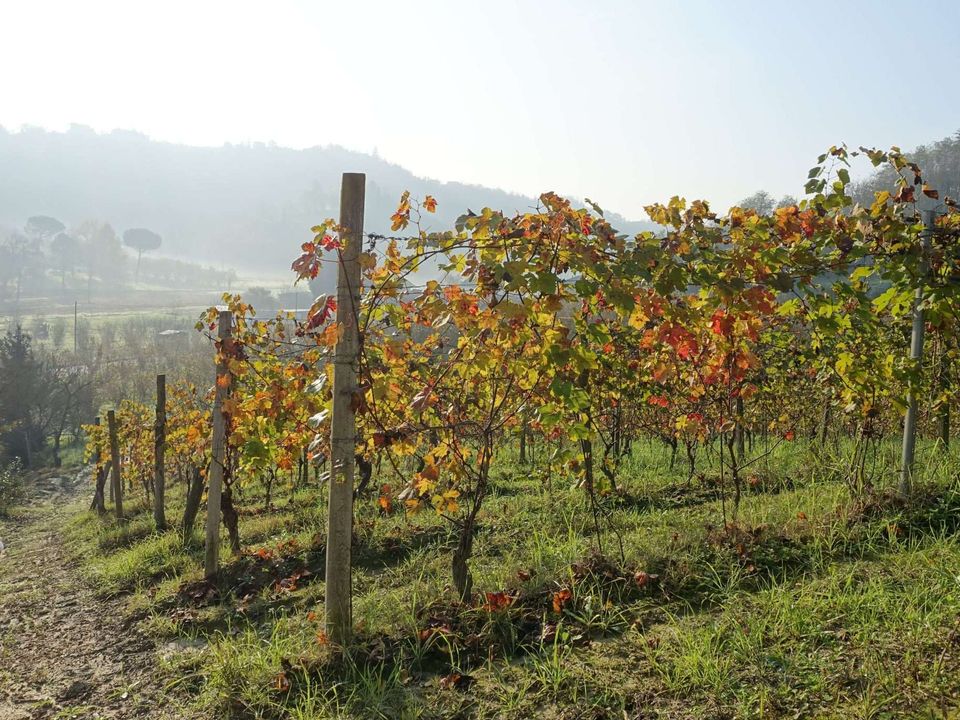 Farm hus i Castelnuovo Calcea, Asti - foto 4