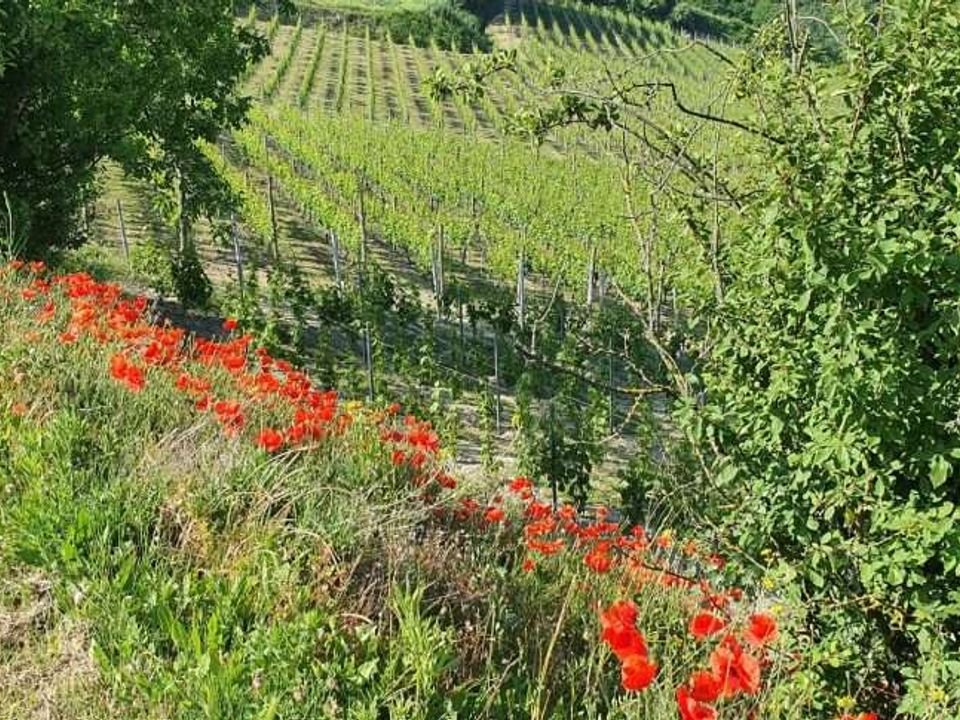Farm hus i Rocchetta Palafea, Asti - foto 3