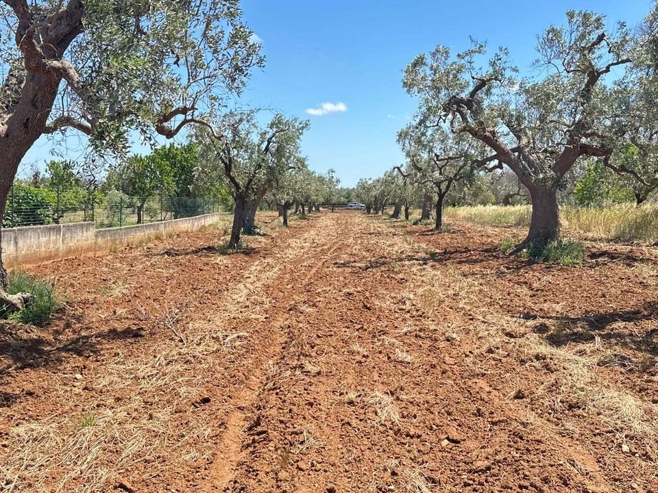 Farm hus i San Vito dei Normanni, Brindisi - foto 4