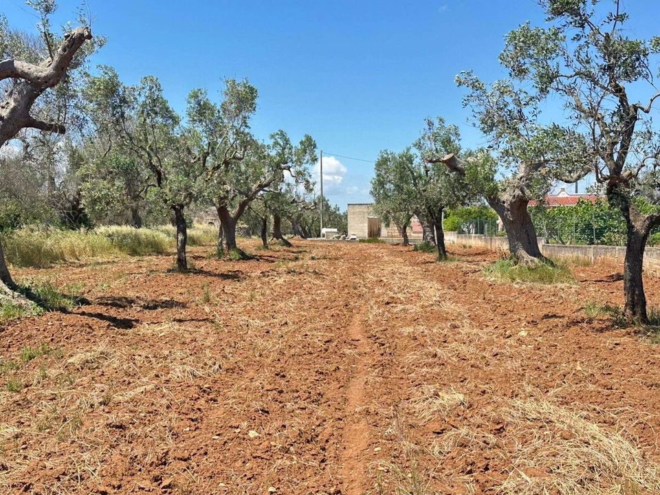 Farm hus i San Vito dei Normanni, Brindisi - foto 5