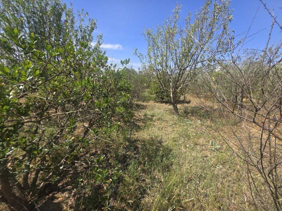 Tomt i Castro Verde, Beja - bilde 5