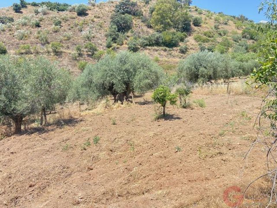 Finca i Comares, Malaga - foto 4