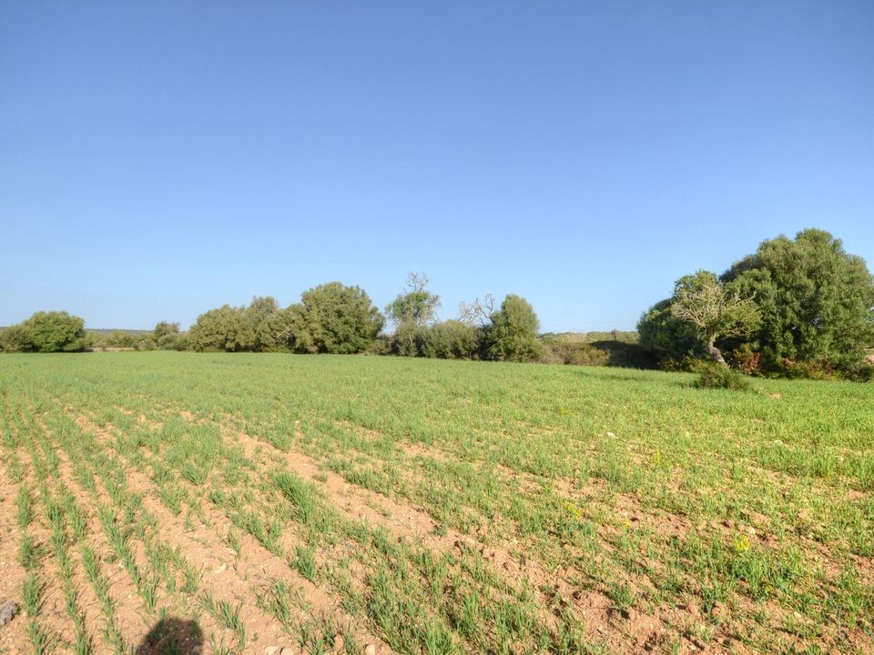 Helårsgrund i Santanyi, Mallorca - foto 2