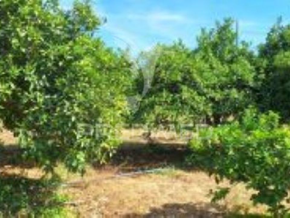 Farm hus i Vila Vicosa, Evora - foto 4