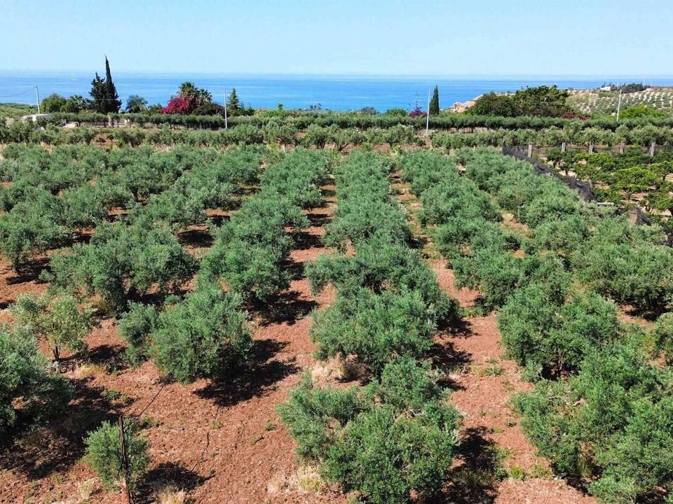 Grond in Ribera, Agrigento - foto 4