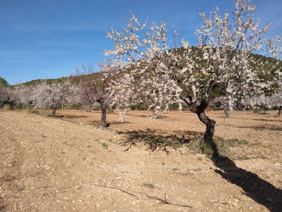 Finca i Bullas, Murcia - foto 1