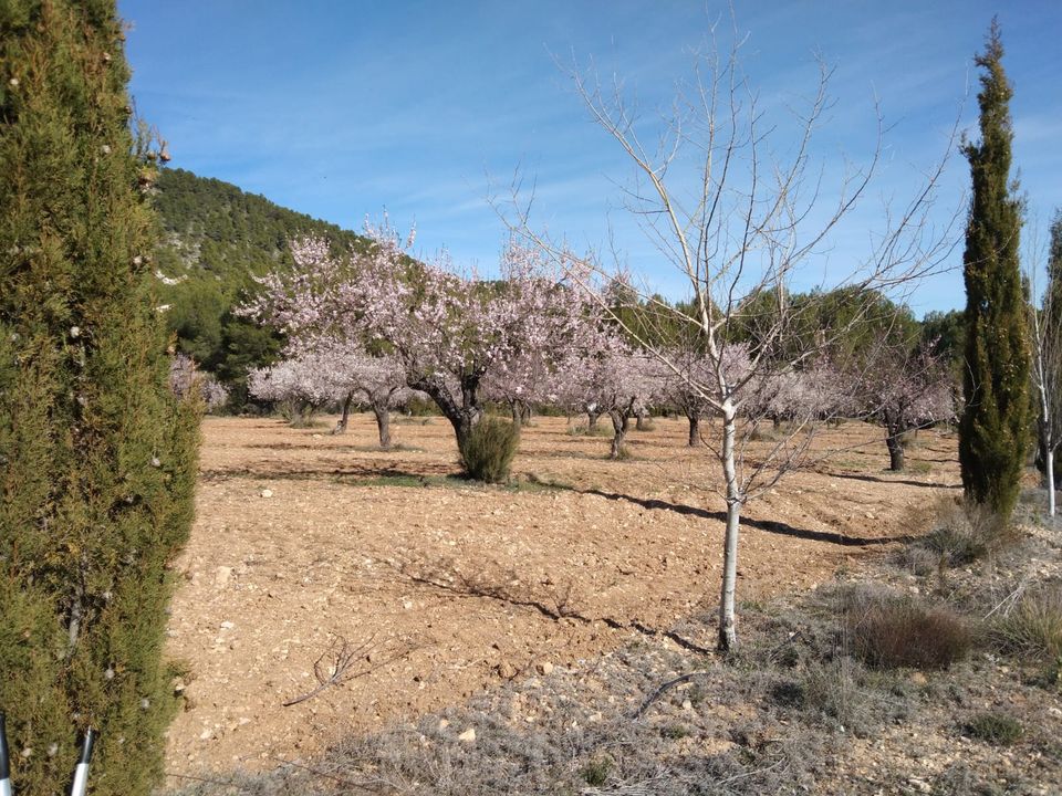 Finca i Bullas, Murcia - foto 2