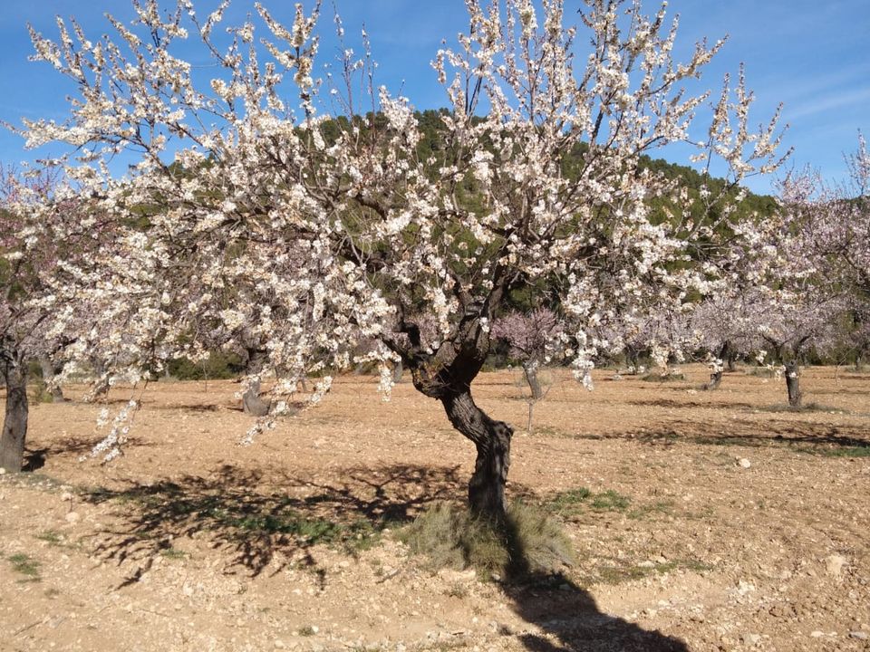 Finca i Bullas, Murcia - foto 3