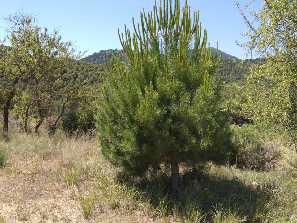 Finca i Bullas, Murcia - foto 4