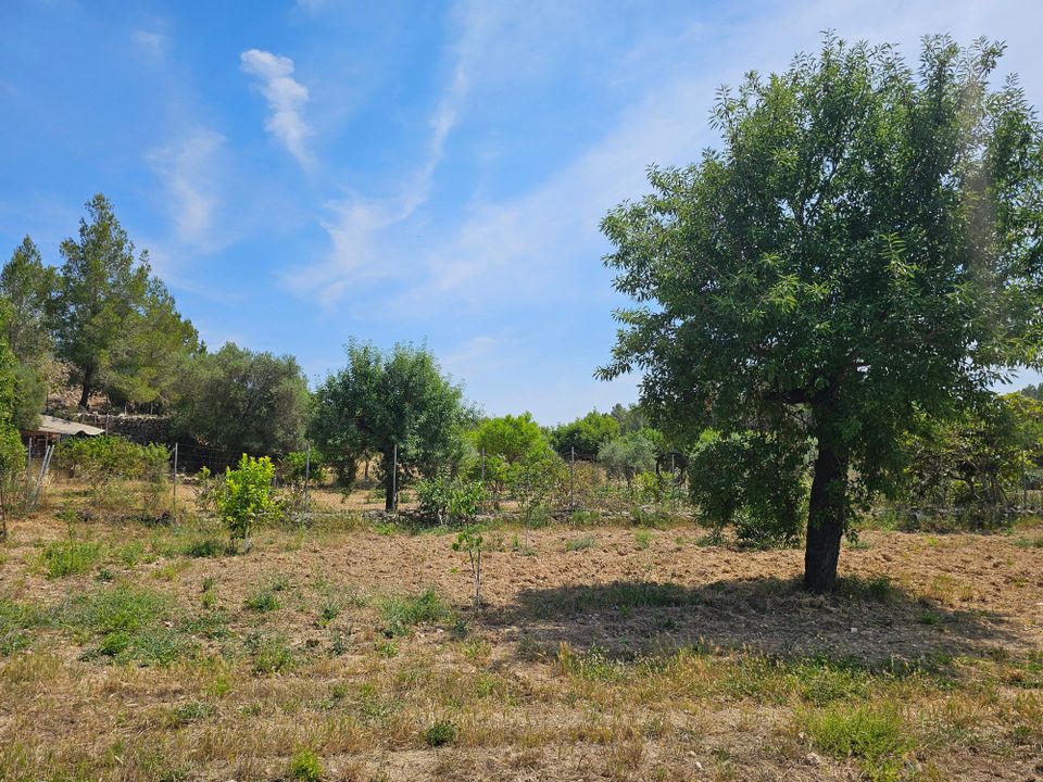 Helårsgrund i Calvia, Mallorca - foto 5
