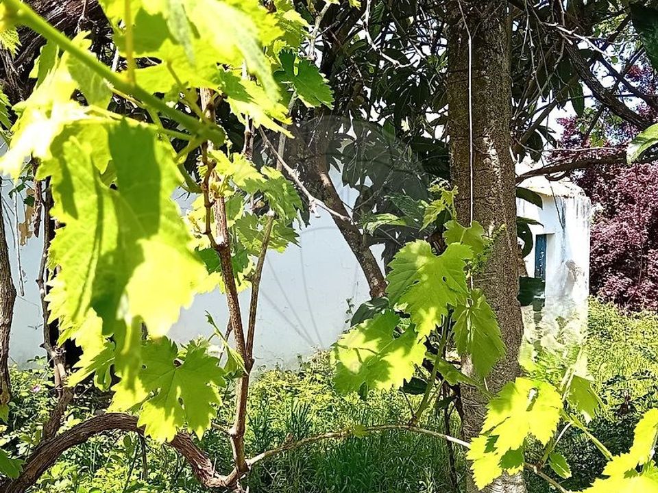 Gårdshus i Coruche, Santarem - bilde 2