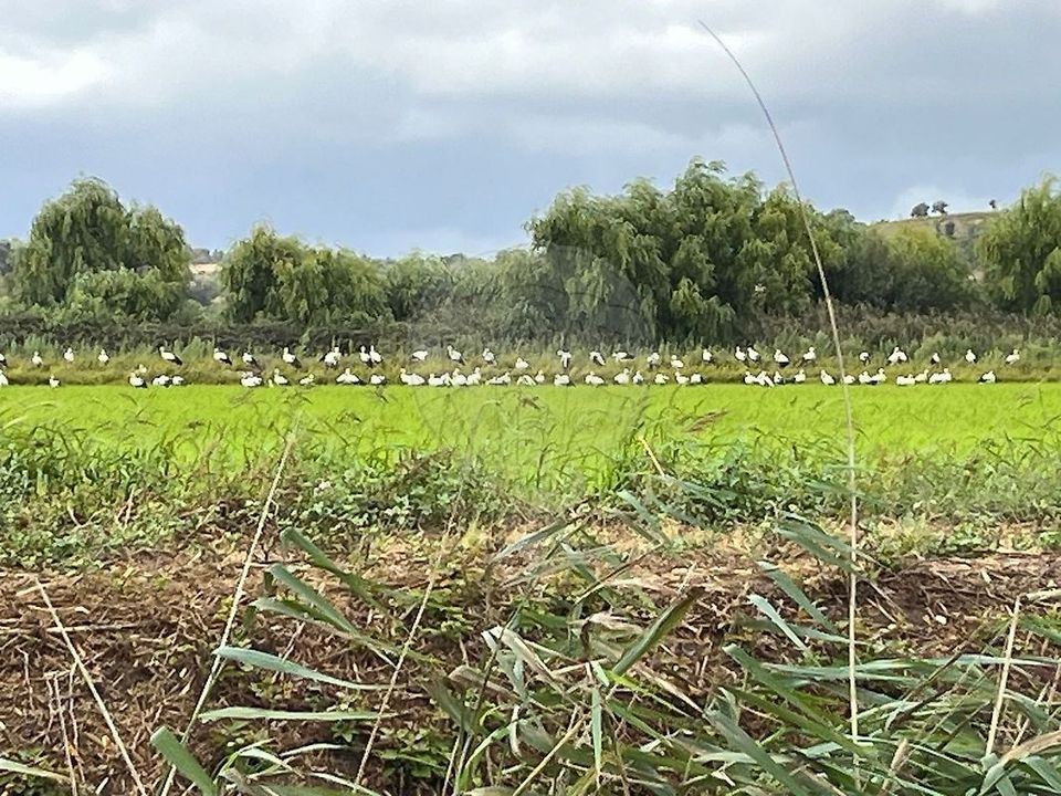 Erhvervsejendom i Benavente, Santarem - foto 4