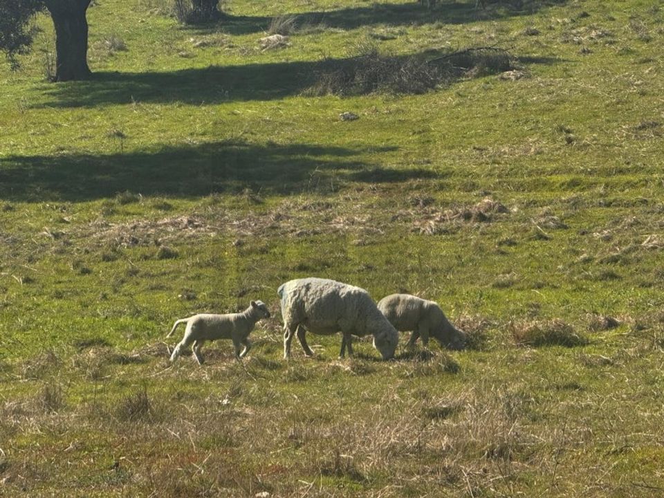 Farm i Castelo Branco, Castelo Branco - foto 4