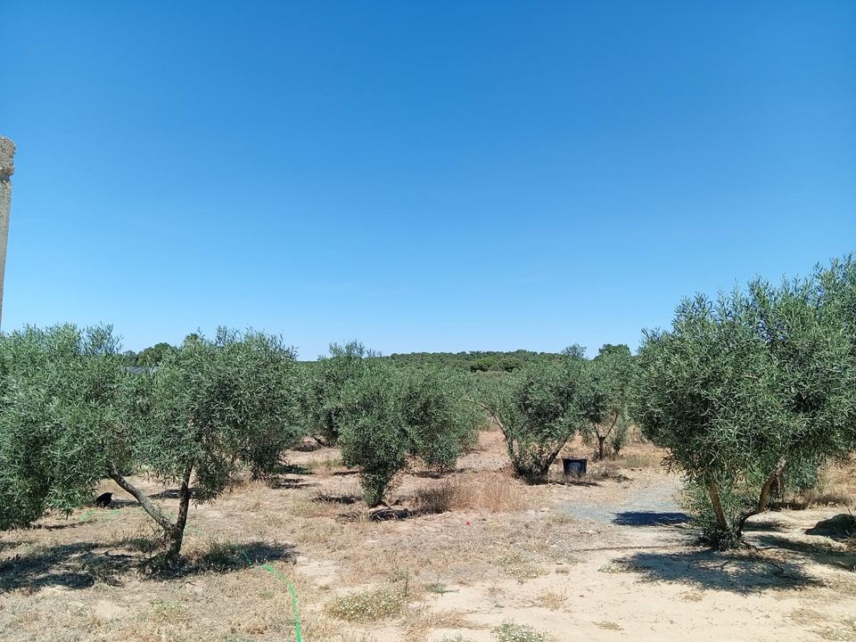 Tomt i Villablanca, Huelva - bilde 1