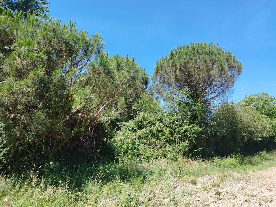 Terra a Gratens, Haute-Garonne - foto 1