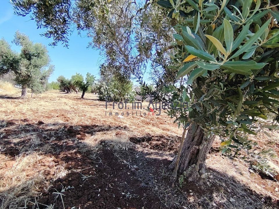 Helårsgrund i San Vito dei Normanni, Brindisi - foto 2